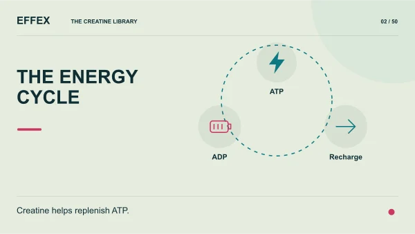 The energy cycle. ATP, ADP, Recharge. Creatine helps replenish ATP.