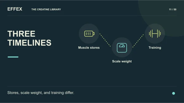 Three timelines. Muscle stores, Scale weight, Training. Stores, scale weight, and training differ.